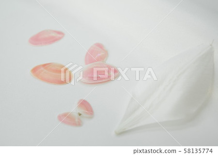 櫻花貝殼和百合花瓣 櫻花貝殼和百合花瓣 58135774