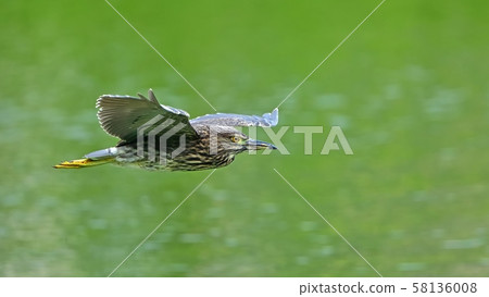 星光在清新的綠色背景下優雅地飛翔 58136008