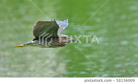 星光在清新的綠色背景下優雅地飛翔 58136009