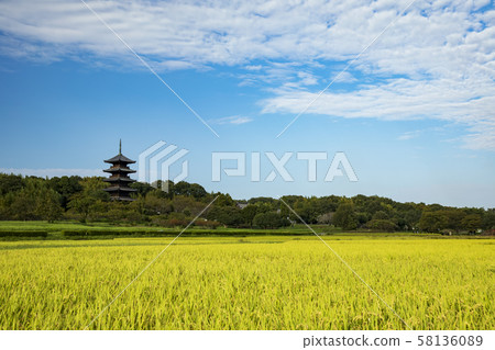 Rice field and Chinese temple 58136089
