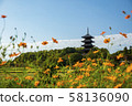 Cosmos and Biba Kokubunji 58136090