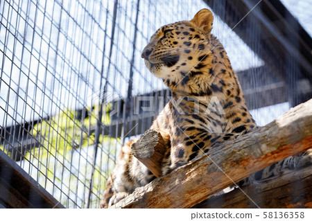 Leopard Leopard 58136358