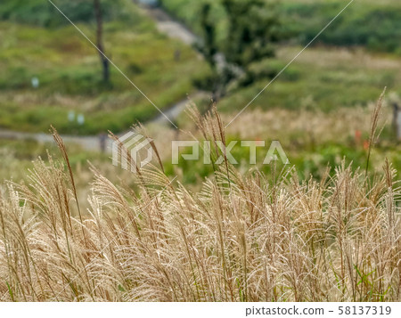 Autumn Toho plateau Autumn Toho plateau 58137319