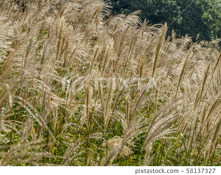 秋天東寶高原 58137327