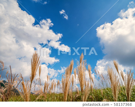 Autumn Toho plateau Autumn Toho plateau 58137368