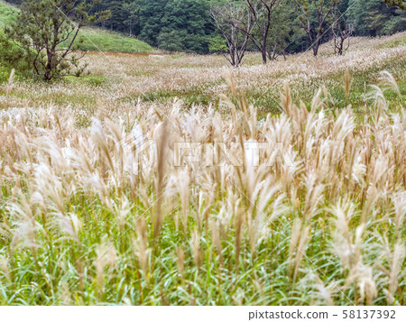 Autumn Toho plateau 58137392