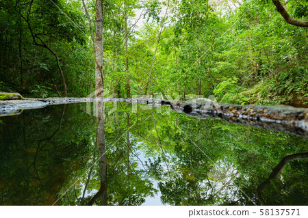 Mystical forest in spring. Nature background. 58137571