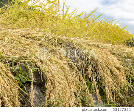 Rice field Rice field 58137833