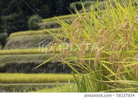 Rice terraces Rice terraces 58137834