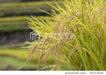 Rice terraces Rice terraces 58137836
