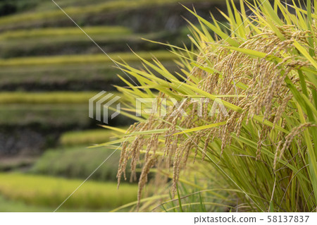 Rice terraces Rice terraces 58137837