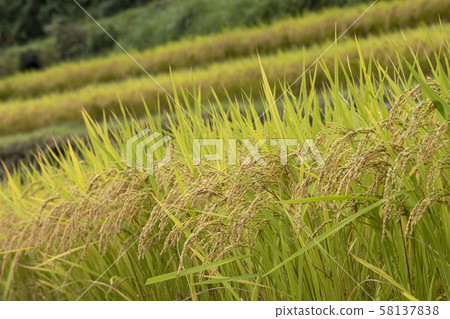 Rice terraces Rice terraces 58137838