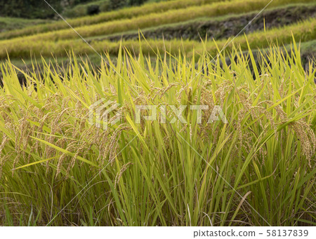 Rice terraces Rice terraces 58137839