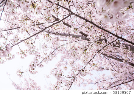 Cherry Bud Blooming Blossoming Sunny Pink Blue Green Cloud Cherry Blossom Cherry Bud Blooming Blossoming Sunny Pink Blue Green Cloud Cherry Blossom 58139507