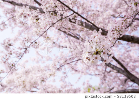 Cherry Bud Blooming Blossoming Sunny Pink Blue Green Cloud Cherry Blossom 58139508