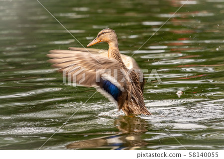 Duck takes off from a pond, wide open wings. 58140055