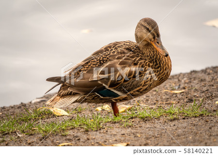 A duck stands on its paws on the shore of a pond. A duck stands on its paws on the shore of a pond. 58140221