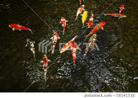 錦鯉池 錦鯉池 58141538