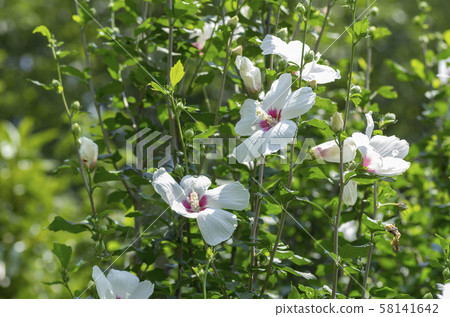 玫瑰沙龍 玫瑰沙龍 58141642