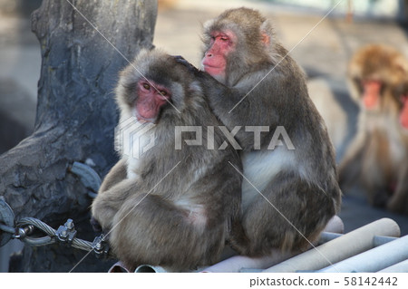 Flea removal_Hakodate Flea removal_Hakodate 58142442