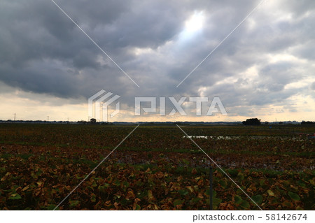 The best lotus field in Japan The best lotus field in Japan 58142674