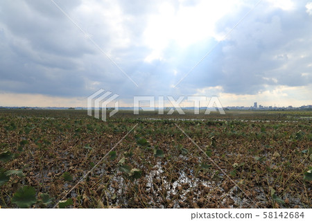 The best lotus field in Japan 58142684