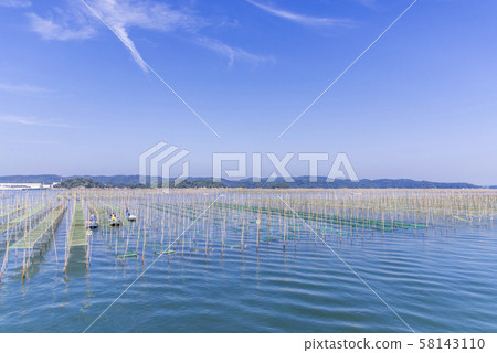 Nori culture in Matsushima Bay Nori culture in Matsushima Bay 58143110