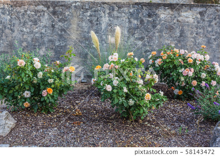 Rose bushes 58143472