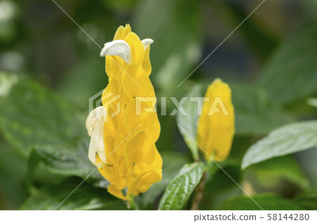 Pakistakis Pakistakis 58144280