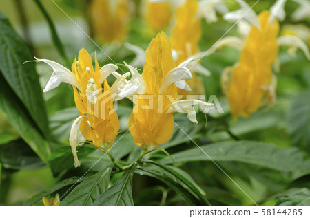 金苞花 金苞花 58144285