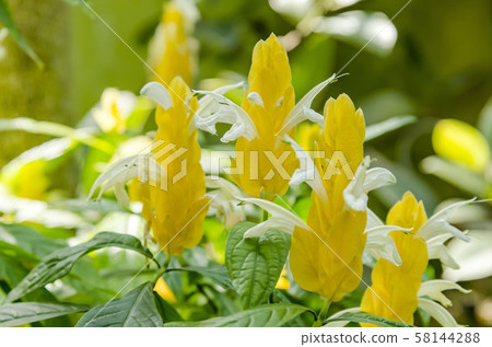 Pakistakis Pakistakis 58144288
