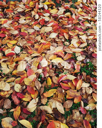 Autumn leaves background Autumn leaves background 58144320