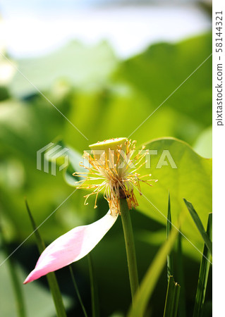 Green Lotus and Petals Green Lotus and Petals 58144321