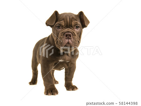 Standing cute old english bulldog puppy 58144398