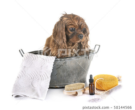 little dog and bath 58144566