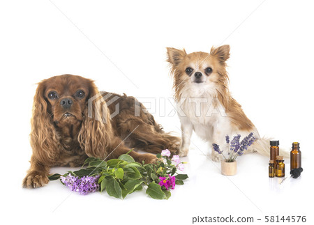 alternative medicine for dogs alternative medicine for dogs 58144576