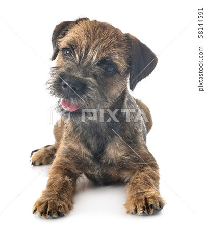 young border terrier young border terrier 58144591