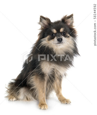 young pomeranian in studio young pomeranian in studio 58144592