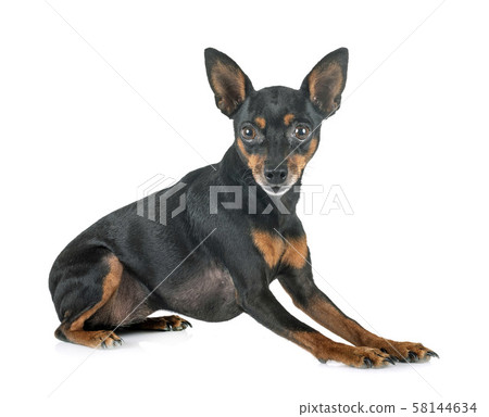 miniature pinscher in studio miniature pinscher in studio 58144634