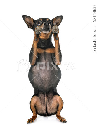 miniature pinscher in studio miniature pinscher in studio 58144635