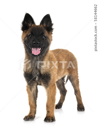 puppy tervueren dog in studio puppy tervueren dog in studio 58144662