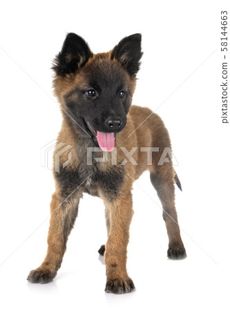 puppy tervueren dog in studio puppy tervueren dog in studio 58144663