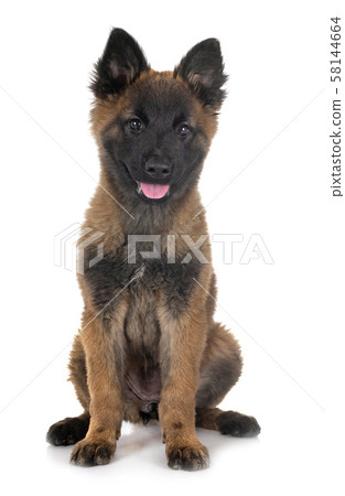 puppy tervueren dog in studio puppy tervueren dog in studio 58144664