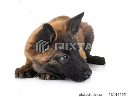 puppy tervueren dog in studio 58144665