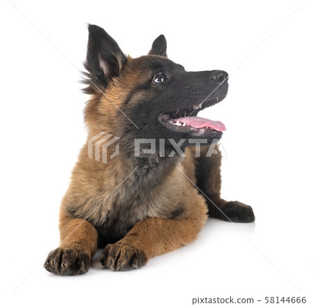puppy tervueren dog in studio puppy tervueren dog in studio 58144666