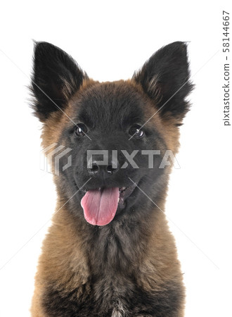 puppy tervueren dog in studio 58144667