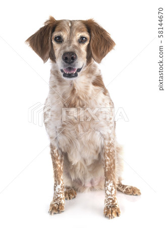 brittany dog in studio brittany dog in studio 58144670