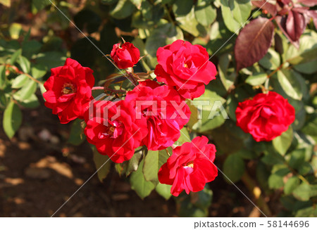 Red rose named "Europiana" (1) 58144696