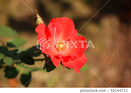 Orange rose named `` Saraband '' (2) Orange rose named `` Saraband '' (2) 58144711