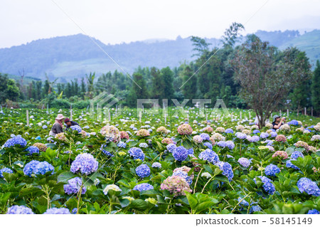 Hydrangea flower garden at Chiang Mai 58145149